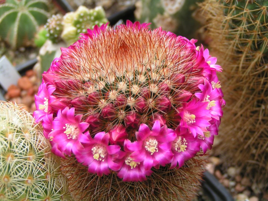 Mammillaria pilcayensis v. chrysodactyla